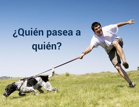 Cómo pasear correctamente a tu perro