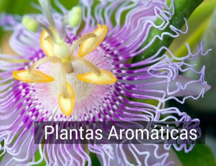 El uso de plantas aromáticas en los vaporizadores