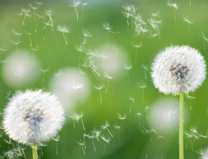 La primavera y las alergias: ¿Por qué van juntas?