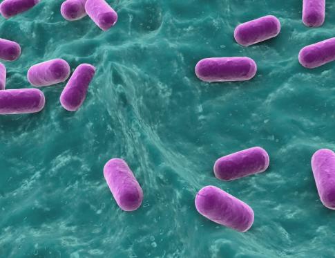 Vaginosis: desaparición de la bacteria lactobacillus de la vagina