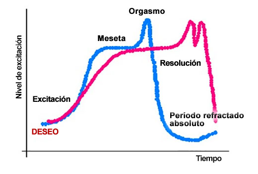 Gráfica mostrando los ciclos de las 5 fases del estudio de Masters and Johnson