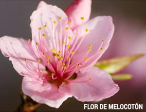 Feng Shui tradicional - flor de Melocotón