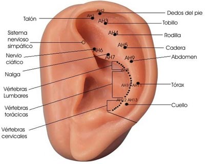 Los puntos de la auriculoterapia