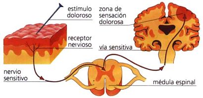 efectos de la electroacupuntura