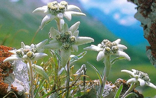 Cabezuelas florales de edelweiss