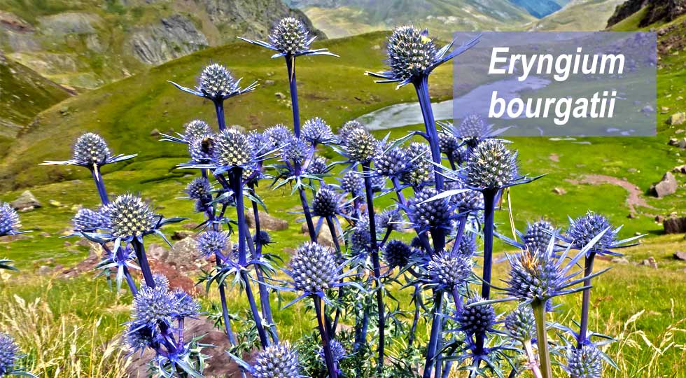 Eryngium bourgatii