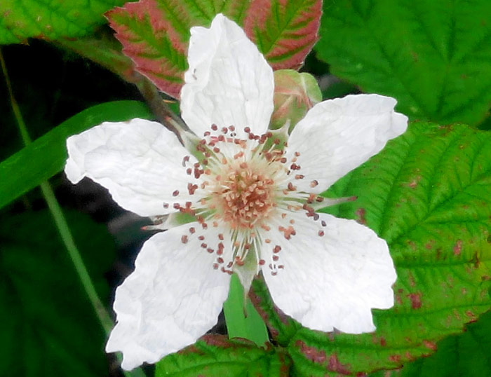 Flores de California