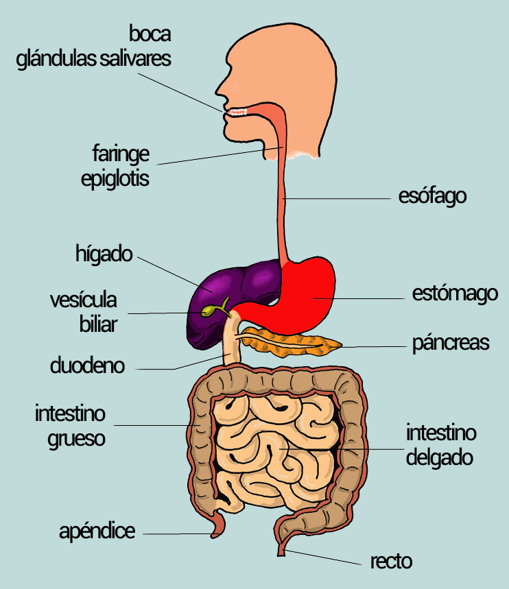 Esquema del sistema digestivo