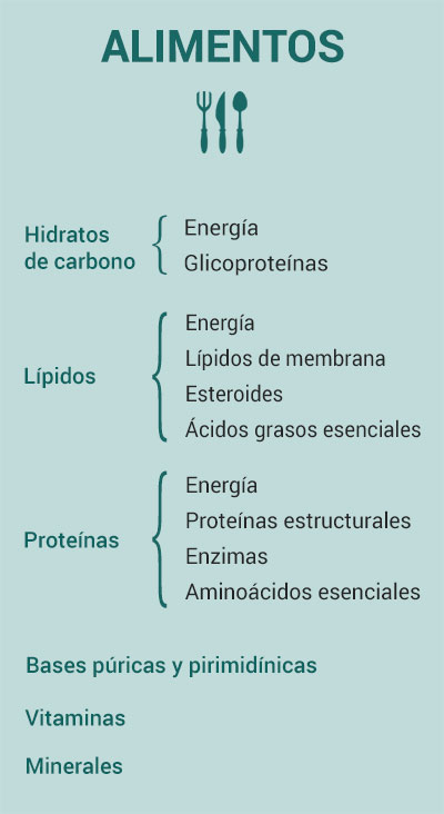 Los tipos de nutrientes en los alimentos