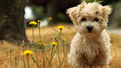 Aplicación de flores de bach en perros