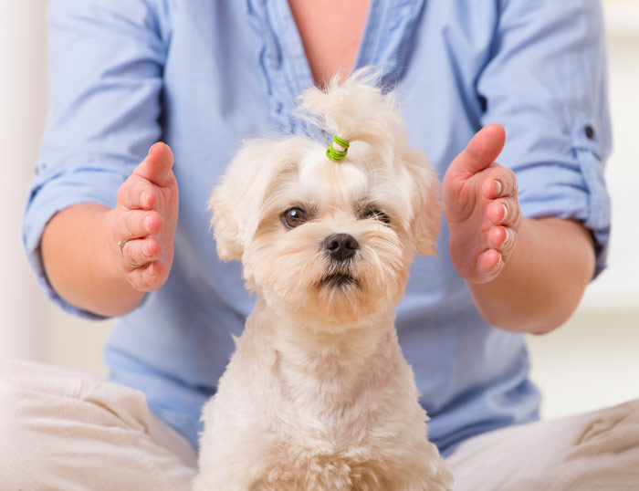 Terapias para Animales