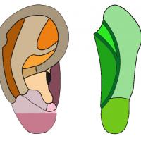 Curso de auriculoterapia