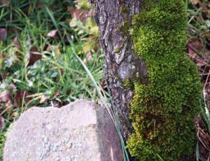 Reencuentra tu niño natural en el baño de bosque