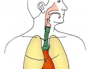 Entendiendo nuestra respiración