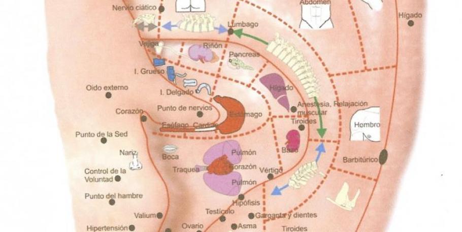 Curso de auriculoterapia