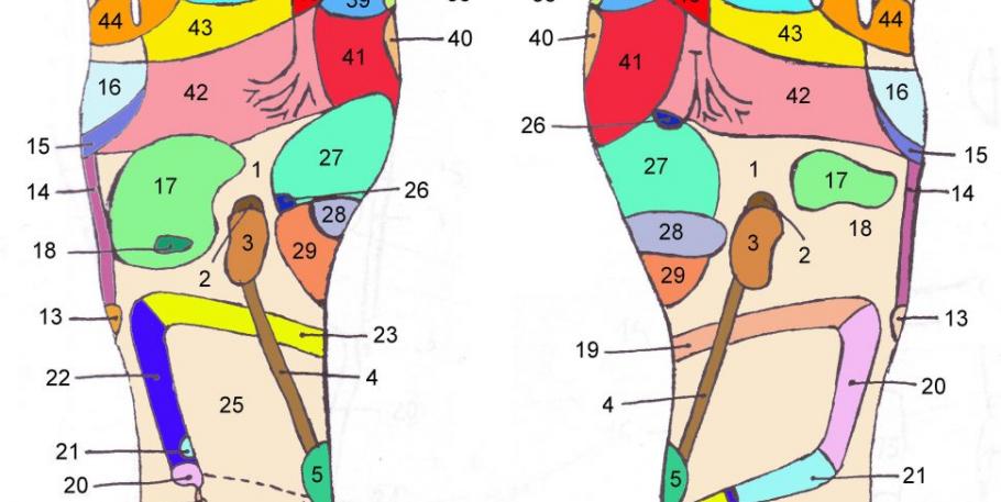 Curso de reflexología podal