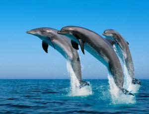 Curso de Energía de los Delfines