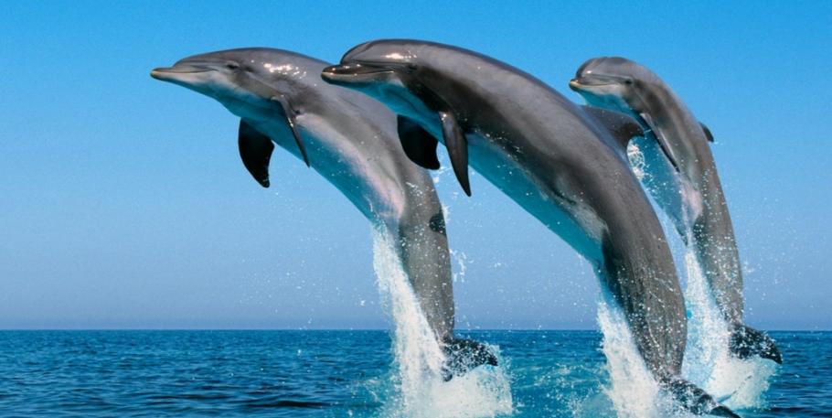 Curso de Energía de los Delfines