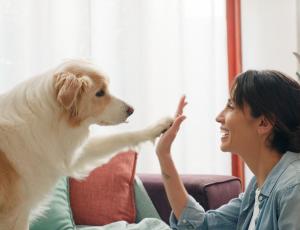 Taller de bienestar canino