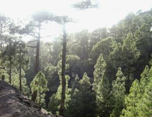 Yoga y meditación en la naturaleza