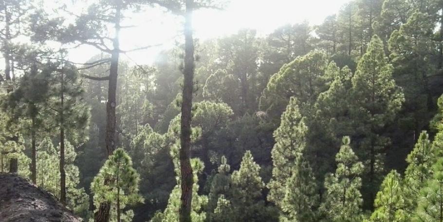 Yoga y meditación en la naturaleza