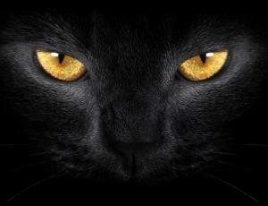 Empoderamiento de la visión nocturna del gato