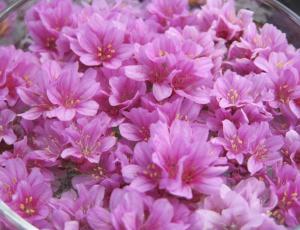 Formación nivel 1 de Esencias Florales de Findhorn - online