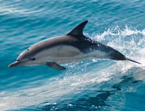 Reiki de los delfines de atlantis