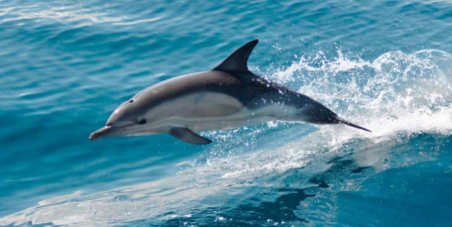 Reiki de los delfines de atlantis