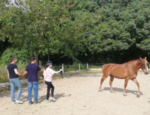 Crecimiento personal y biodescodificación con caballos