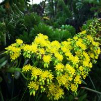 Aromaterapia holística - online