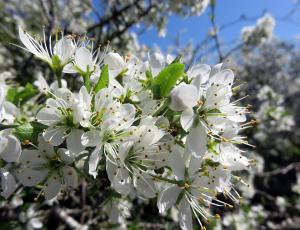 Curso de Flores de Bach- online