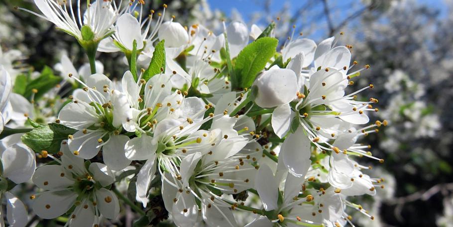 Curso de Flores de Bach- online