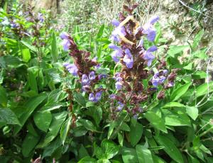 Charla: Plantas medicinales -la Salvia