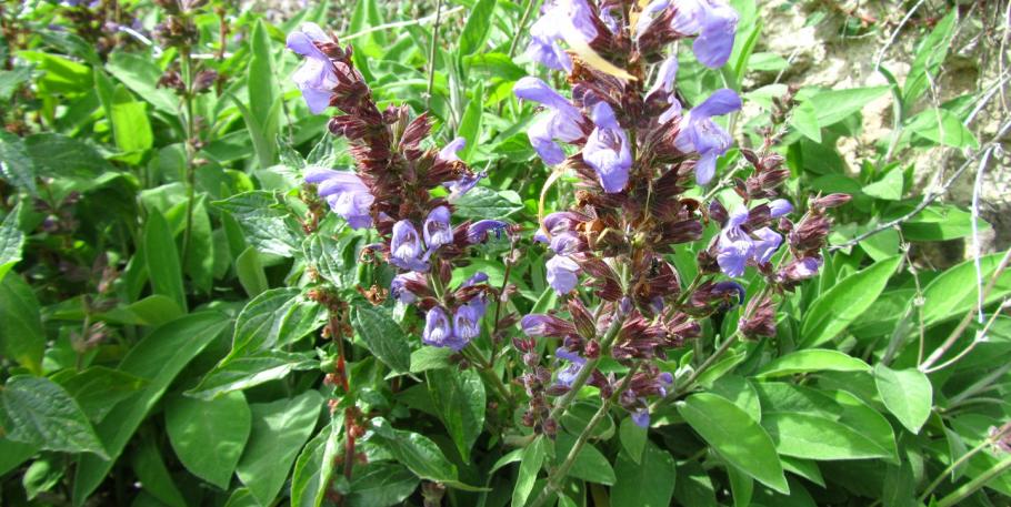 Charla: Plantas medicinales -la Salvia