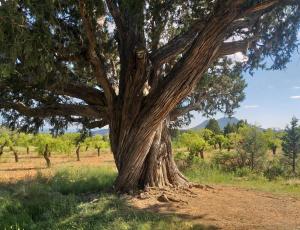 Baño de bosque: La magina del sabinar