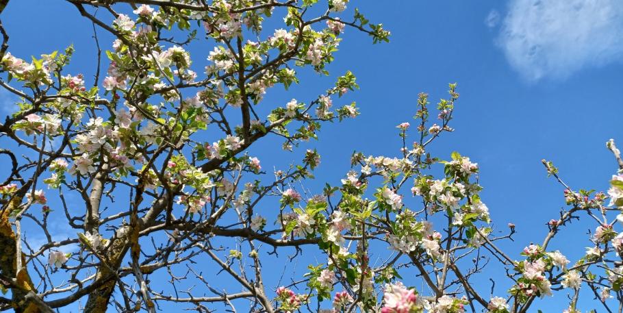 Taller de fitoterapia y cosmética natural