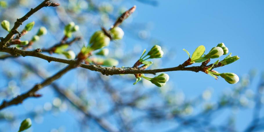 Curso Integral de Mindfulness