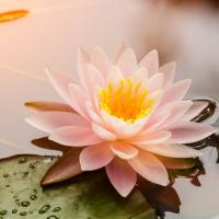 Curso inicial método okada shiki ryoho