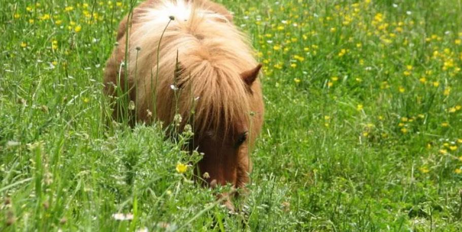 Retiro consciente en la naturaleza