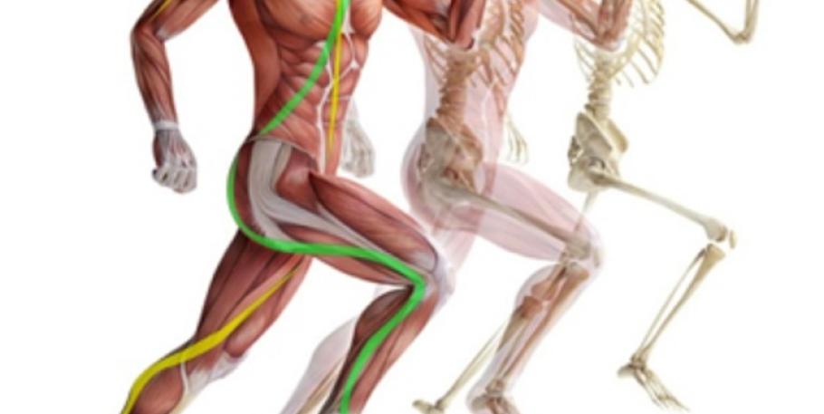 Curso: Masaje deportivo, estiramientos y cadenas musculares