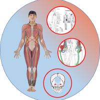 Relaciones: cadenas musculares, meridianos y correcciones (taller)