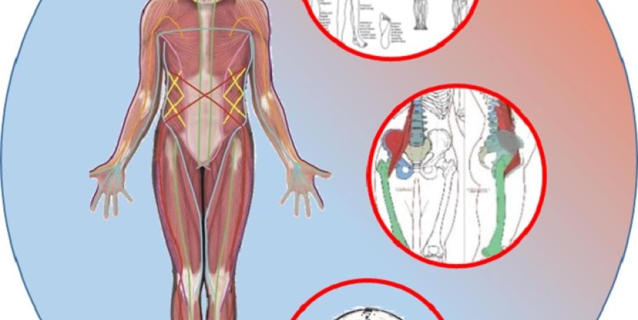 Relaciones: cadenas musculares, meridianos y correcciones (taller)