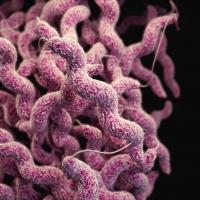 Curso de Microbiota - Microbioma y disbiosis
