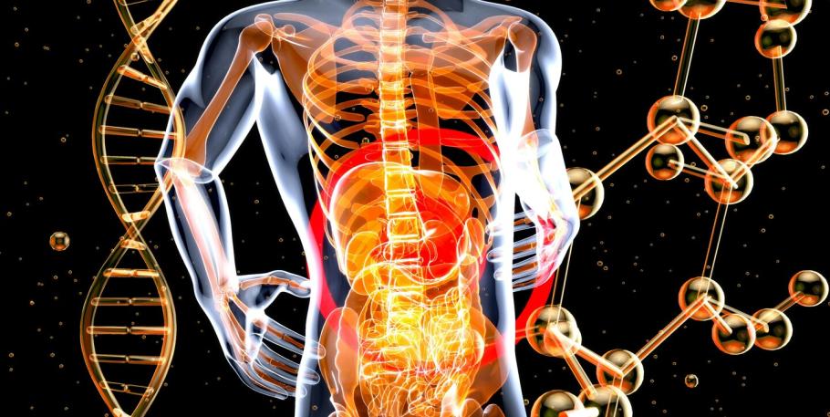 Función hepática - microbiota - suplementación y nutrición