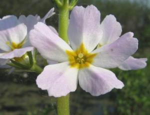 Curso completo de Flores de Bach