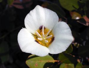 Taller sobre la infertilidad y la terapia floral