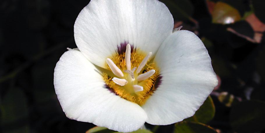 Taller sobre la infertilidad y la terapia floral