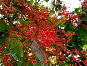 Curso completo de las esencias florales de Australia