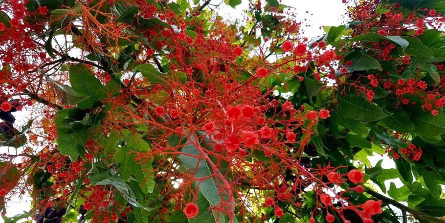 Curso completo de las esencias florales de Australia